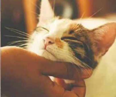 A cat resting in warm sunlight