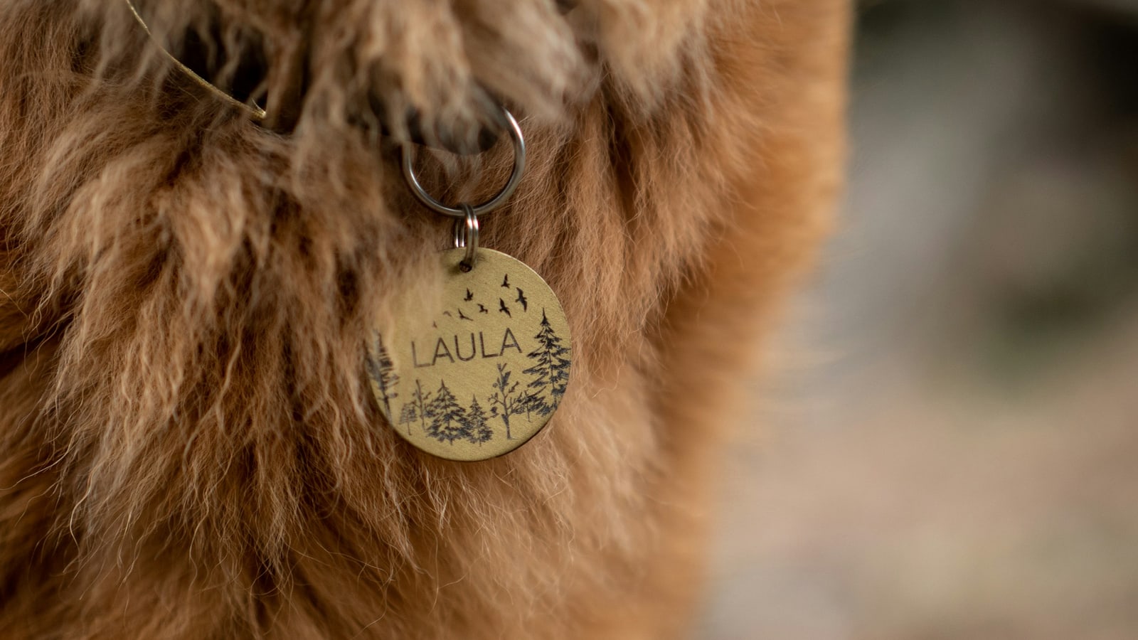 A brass ID tag engraved with a dog's name hangs from the collar of a long-haired golden dog