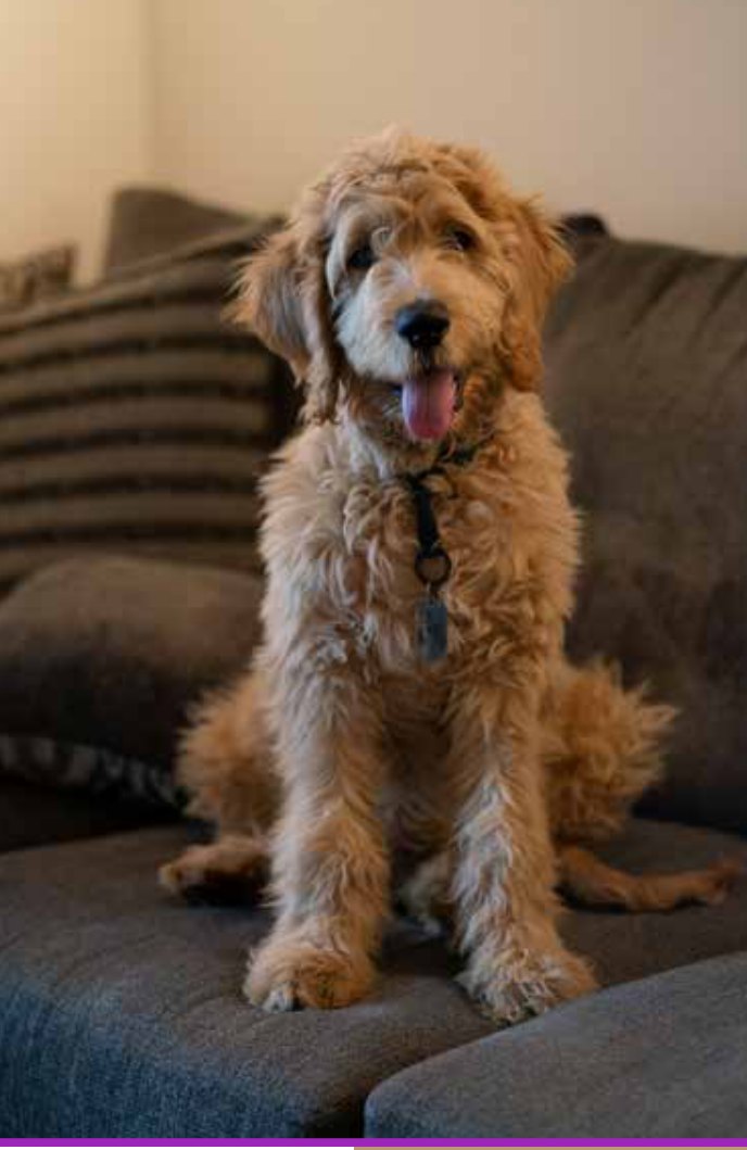 A happy goldendoodle sitting on a couch