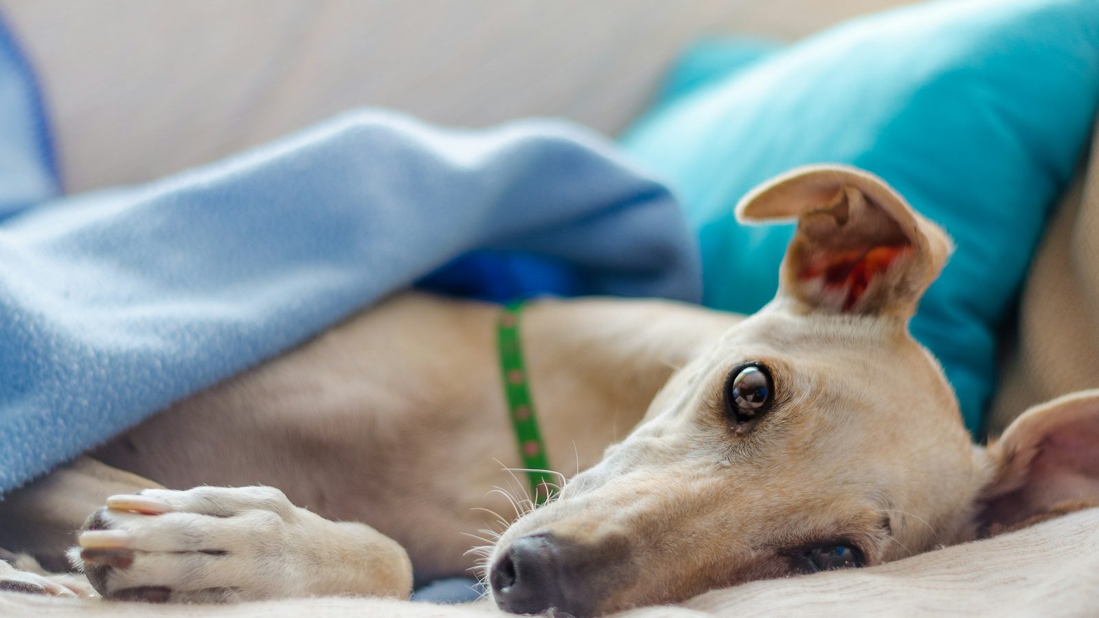 A fawn greyhound rests on a couch under a light blue blanket, looking toward the camera