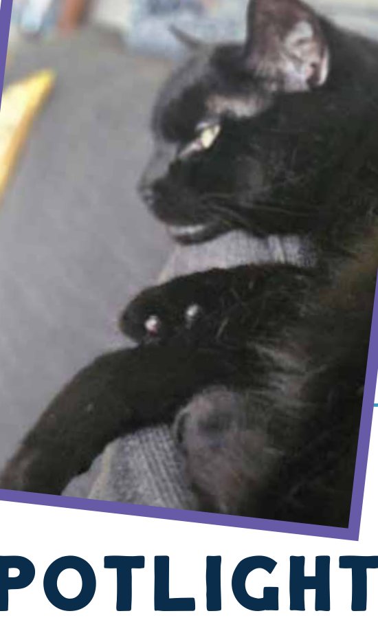Curtis B., a sleek black cat, in profile