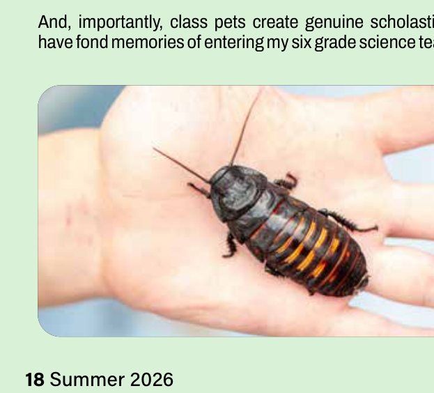 A Madagascar hissing cockroach held in a hand