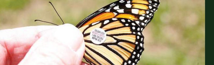 A tagged monarch butterfly held gently in a person's fingers