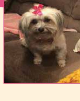 Muffin, the little dog behind Muffin's Kitchen treats