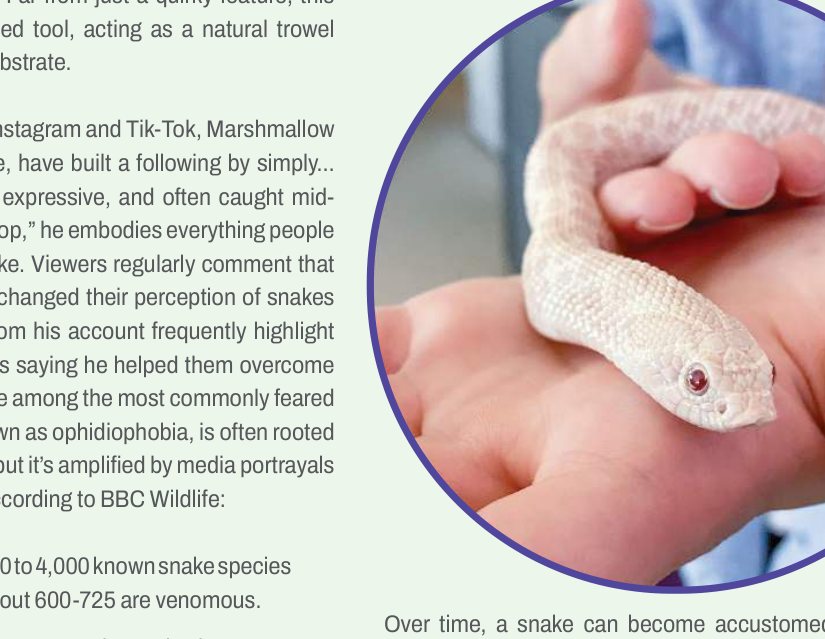 A white Snow Western Hognose snake held gently in a person's hand