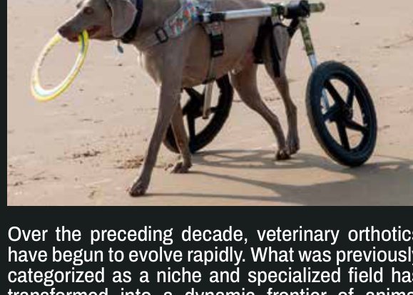 A dog using a wheeled cart prosthetic outdoors