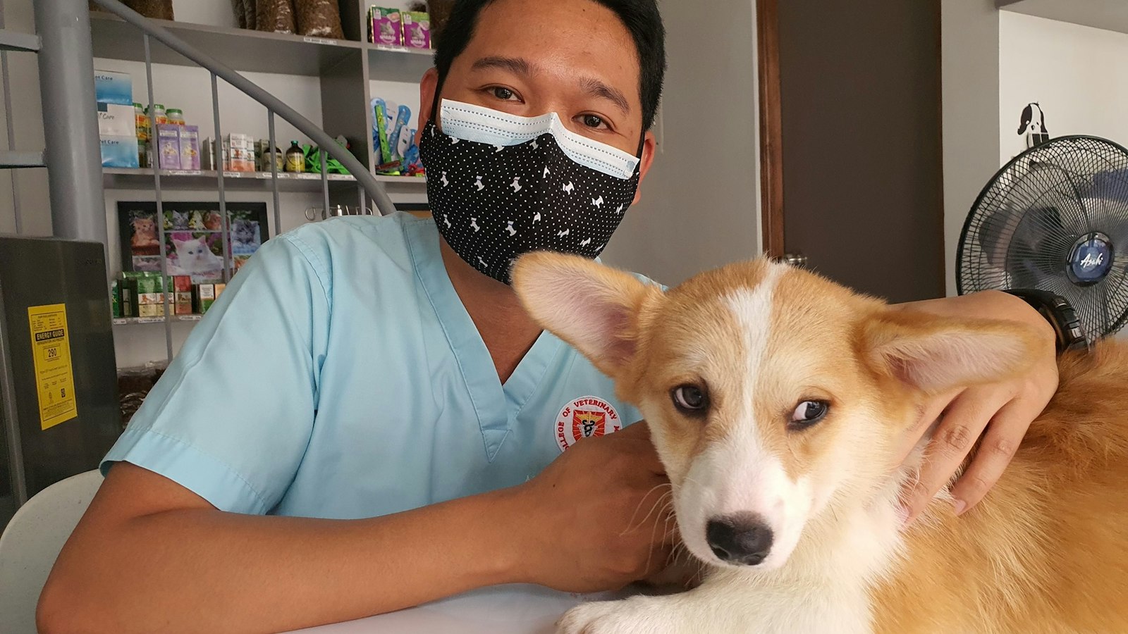 A veterinarian in blue scrubs sits beside a corgi resting on an exam table in a clinic