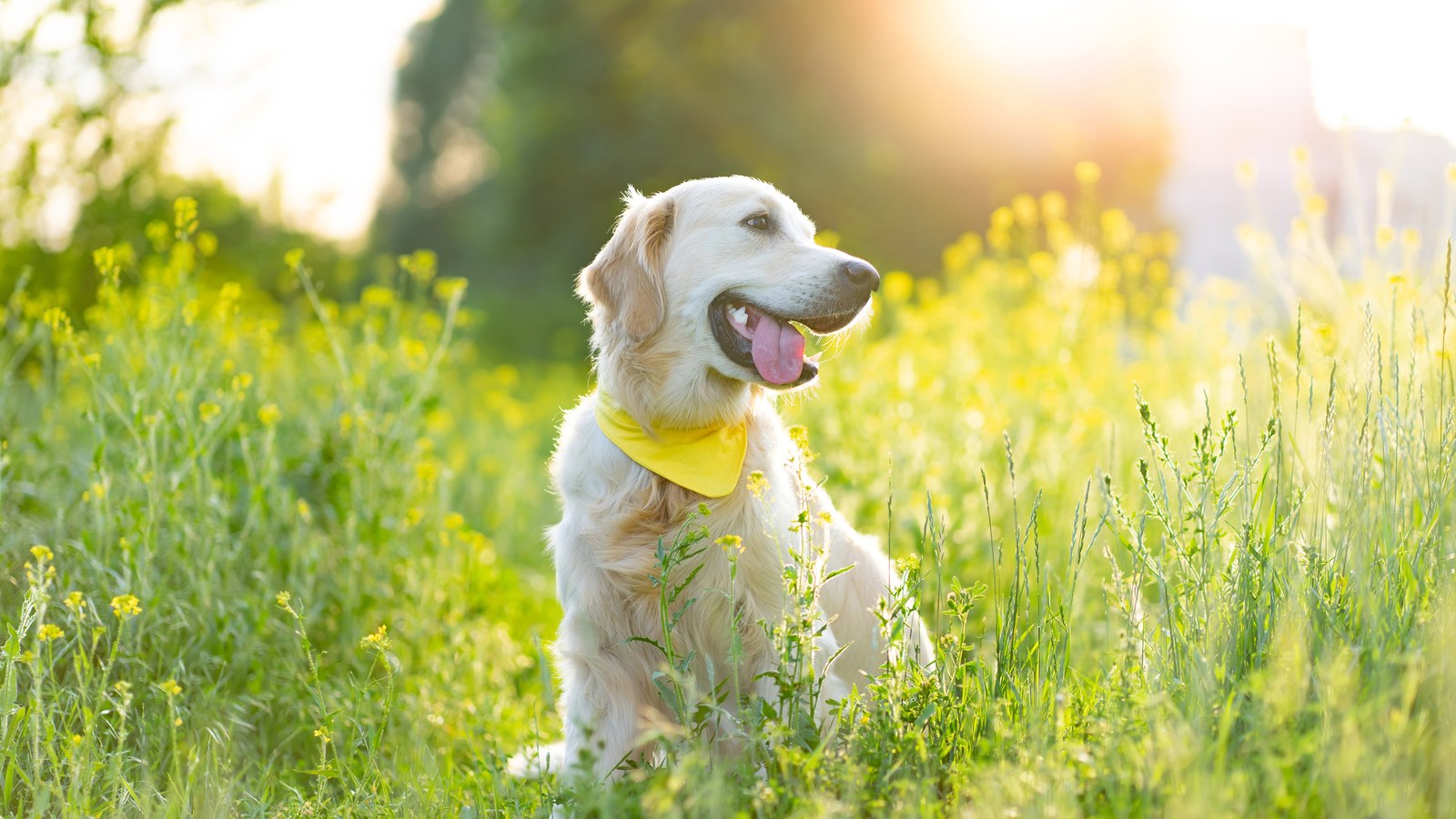 A golden retriever in a yellow bandana sits in tall grass and yellow wildflowers on a sunny afternoon