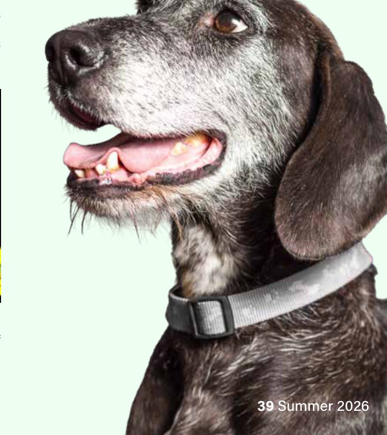 A gentle grey-muzzled senior dog