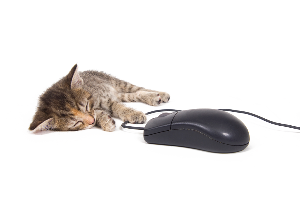 A happy pet ready to be featured in NatiPets