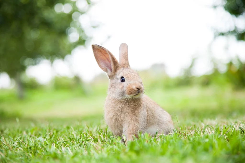 Bunny commitment Natipets