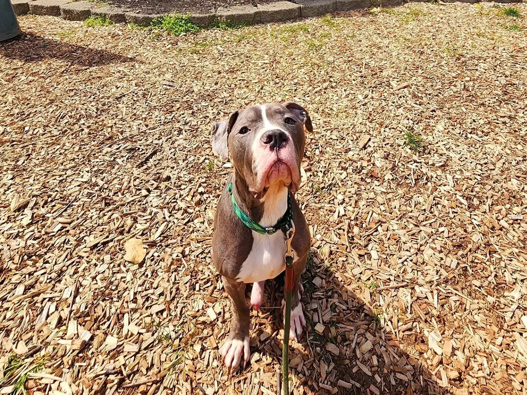 Stray French Fry the Dog