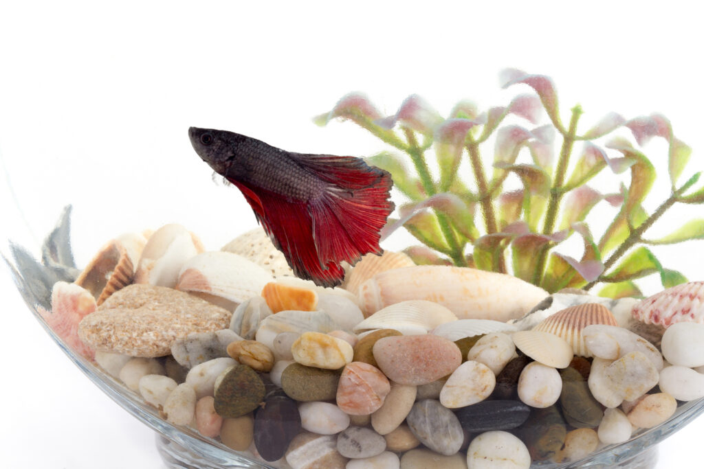 Beta Fish