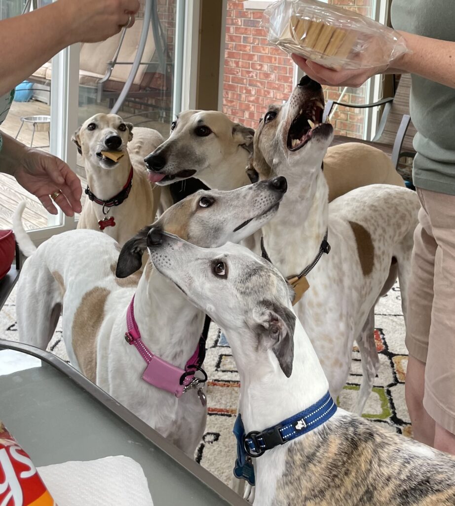 Greyhound Dogs