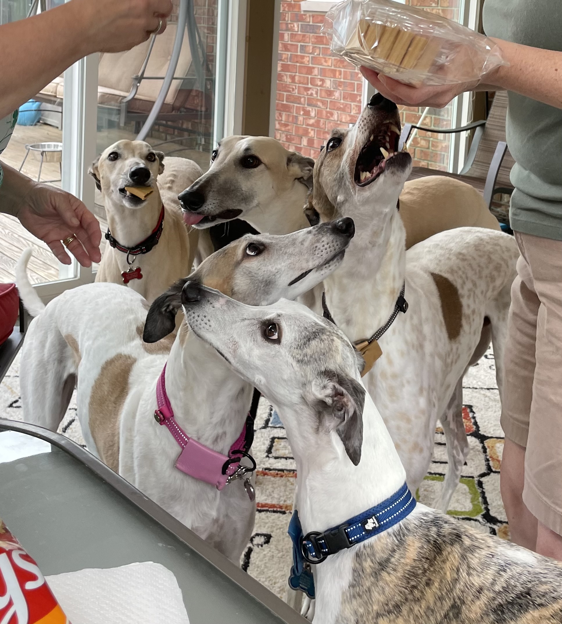 Greyhound Dogs